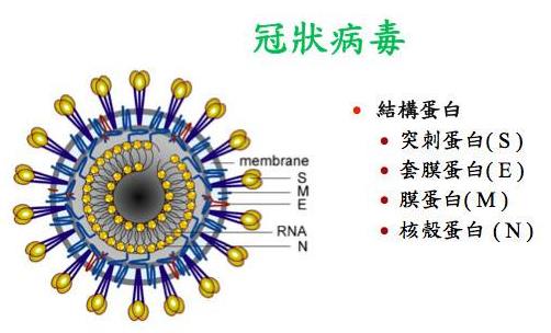 24問(wèn)新型冠狀病毒肺炎乙類(lèi)傳染病 事實(shí)到勘謬最全知識(shí)點(diǎn)