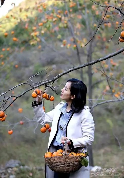 女性吃柿子的好處 吃柿子的禁忌事項