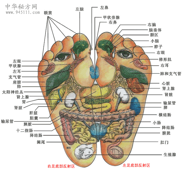 足底部反射區(qū)圖