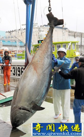 日本和歌山捕獲614斤金槍魚系2015年最重（圖）