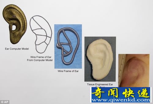 實(shí)驗(yàn)室成功培育出 可替代性耳朵組織