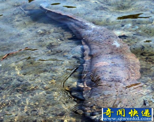 放生35條娃娃魚(yú)回歸大自然 養(yǎng)35條娃娃魚(yú)一年花銷(xiāo)30萬(wàn)