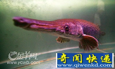 [圖文]怪魚嘴像鱷魚身覆硬鱗兇猛咬人