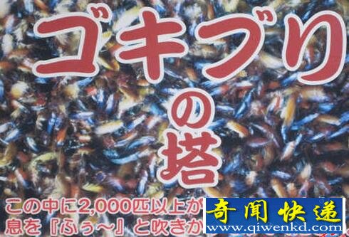 惡心死了！日本推出一座住有2000只住戶的“蟑螂塔”