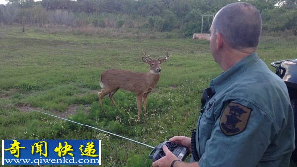 美國警局用機器鹿來誘捕盜獵者