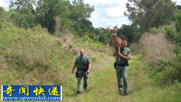 美國警局用機器鹿來誘捕盜獵者