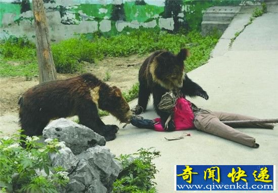 成都動物園上演成都動物園被熊撕碎 恐怖至極!