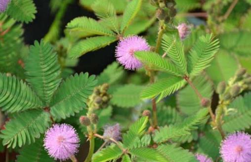 不適合在室內(nèi)種植的植物 人碰觸撫摸它們會(huì)過(guò)敏