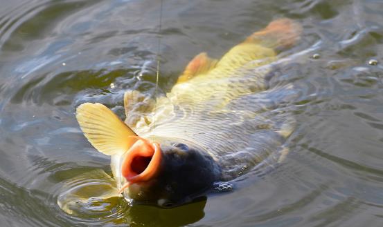 野外釣魚(yú)防風(fēng)小竅門 春季釣魚(yú)有訣竅