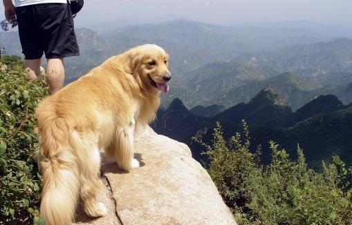 狗狗行為看上去奇怪，其實是在表達對我們的愛