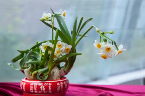 水仙花的正確養(yǎng)護(hù)方法 養(yǎng)水仙花的注意事項(xiàng)