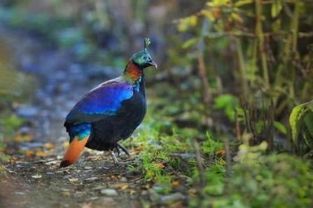 尼泊爾國鳥九色鳥棕尾虹雉 中國一級保護(hù)動(dòng)物