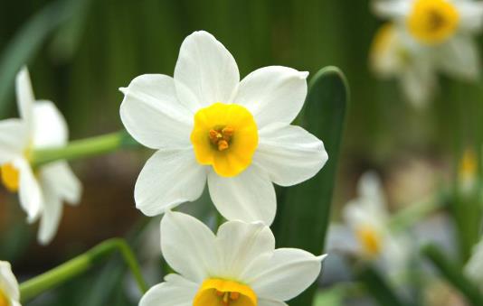 水仙花有毒嗎 水仙花能放在臥室內(nèi)嗎