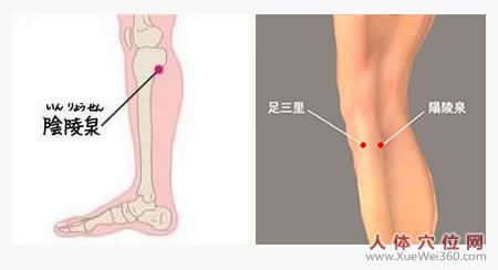 陰陵泉穴的準(zhǔn)確位置圖