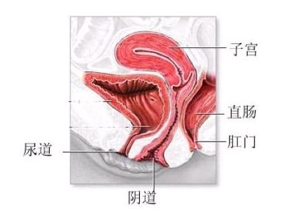 女孩的處女座膜在哪里？女性處女膜破裂有什么作用？