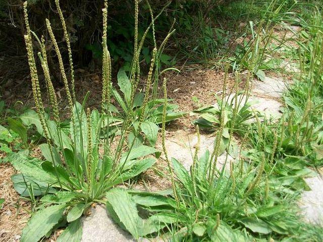 那身草的功效及其醫(yī)療價值