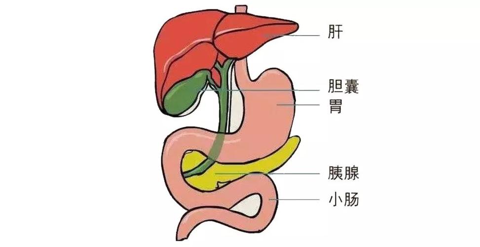 膽汁的作用(膽汁的作用是促進(jìn)什么的消化)