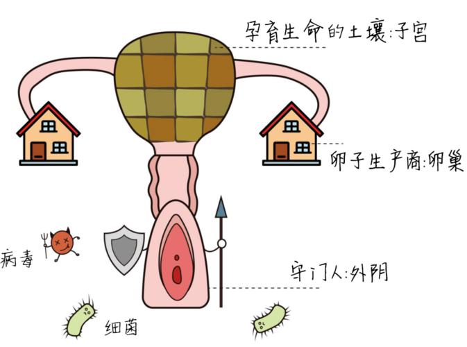 女性的私處包括什么？女性私處的構(gòu)成部分是什么？