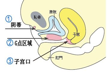 女孩愛(ài)上了挺直或筆直的女孩 什么樣的女性適合什么樣的陰經(jīng)？