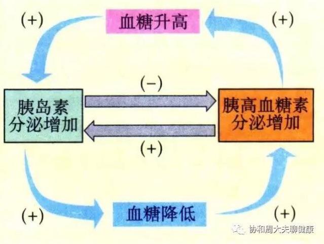 胰島素的作用_胰島素的作用有哪些