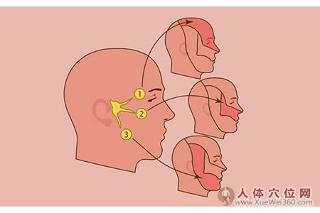 吃天麻雞蛋，三叉神經(jīng)不痛了！