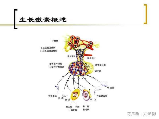 10歲打生長(zhǎng)激素的副作用,10歲打生長(zhǎng)激素的副作用大嗎