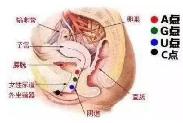 高潮時一夾一夾的情況正常嗎