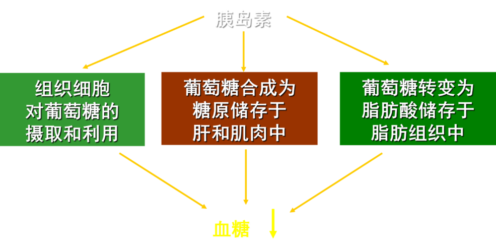 胰島素的作用_胰島素的作用有哪些