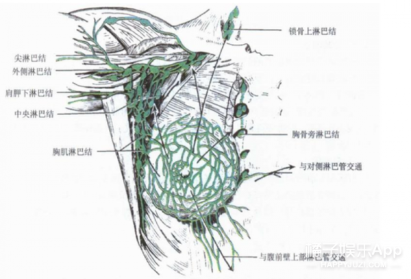 乳腺癌切除淋巴結(jié)副作用,乳腺癌切除淋巴結(jié)副作用大嗎