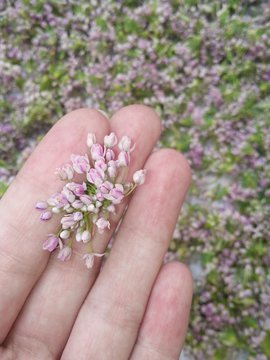 麻麻花