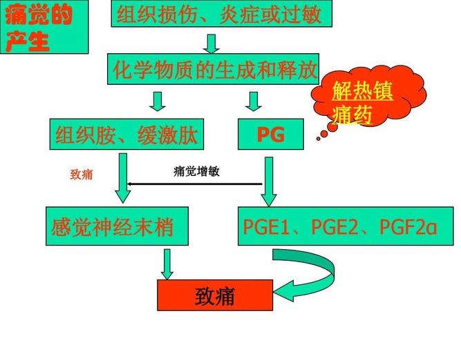 的作用_的作用機制和藥理作用