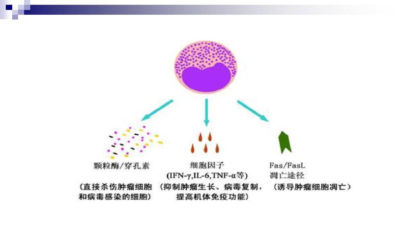 cik細(xì)胞療法副作用,cik細(xì)胞輸注療法