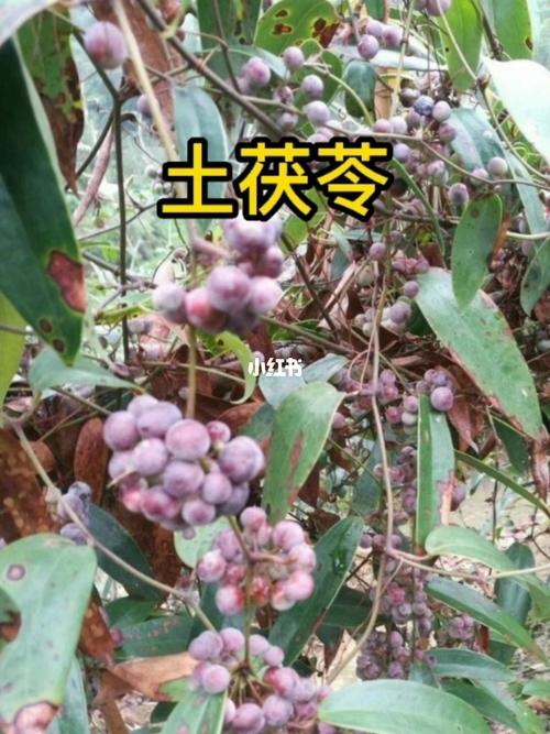 土茯苓的功效(土茯苓的功效與主治作用是什么)