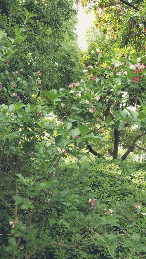 花草美景，心靈的療愈