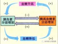 胰島素的作用_胰島素的作用有哪些