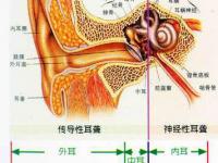 耳神經受損的藥物副作用(耳神經受損的藥物副作用有哪些)