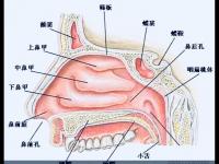 鼻的作用鼻的作用與用途有哪些