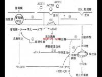 孕激酶功效與作用和副作用,孕激酶功效與作用和副作用有哪些