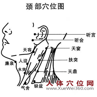 頸部穴位圖