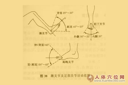  踝與足部關(guān)節(jié)活動(dòng)度