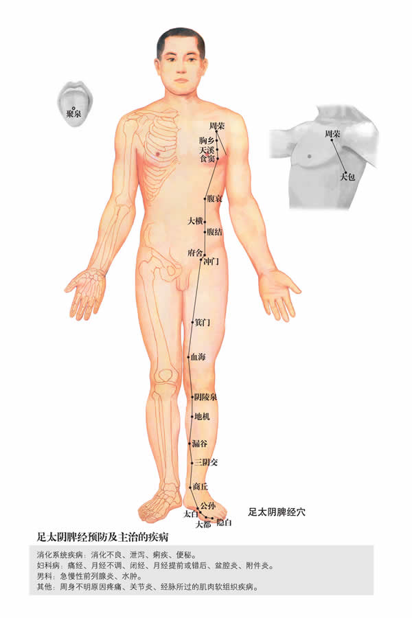 人體經(jīng)絡(luò)穴位圖分布及詳解-脾經(jīng)