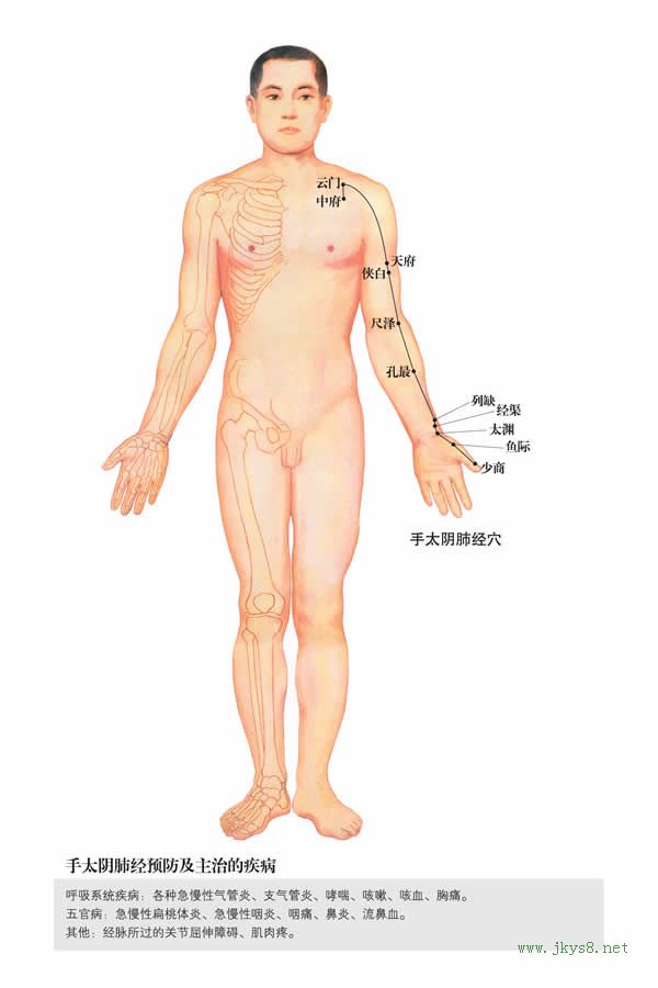 手太陰肺經(jīng)-人體經(jīng)絡(luò)圖 flash動(dòng)畫講解