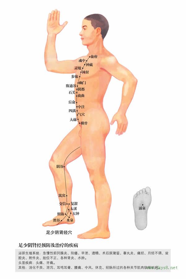 人體經絡穴位圖分布及詳解-腎經