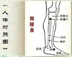 陽(yáng)陵泉穴位位置圖