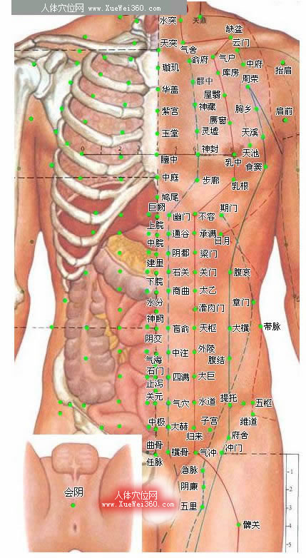 胸部腹部穴位圖-人體穴位圖大全-按身體部位查詢(圖文)