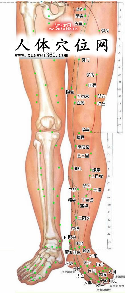 下肢內(nèi)側(cè)穴位圖