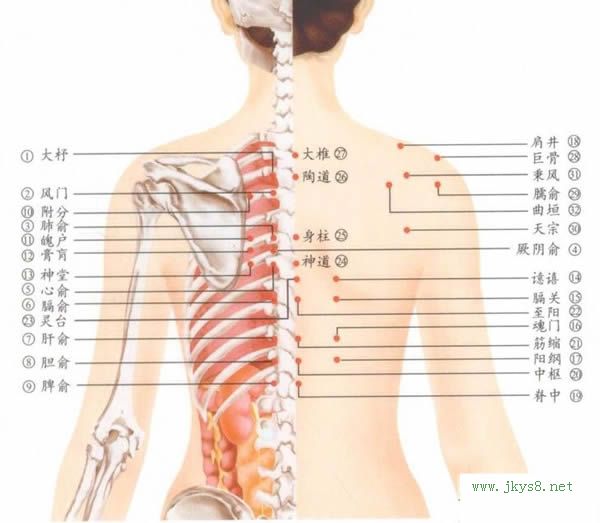 人體背穴位位置圖