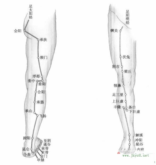 下肢經(jīng)絡(luò)圖