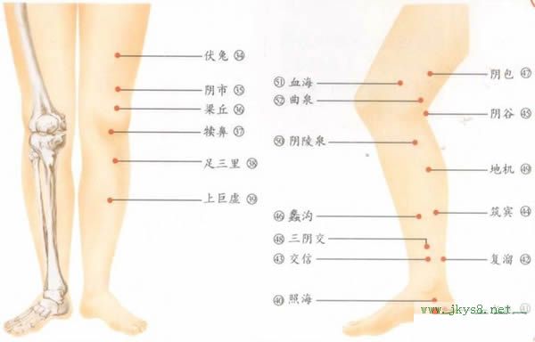 腿部穴位分布圖正面