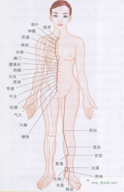 足太陰腎經